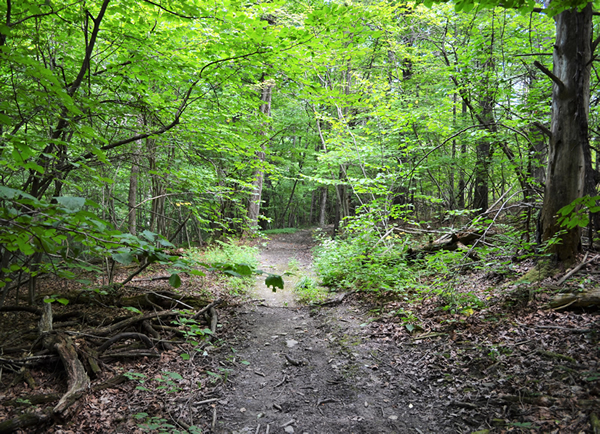 Nature trail shot 2