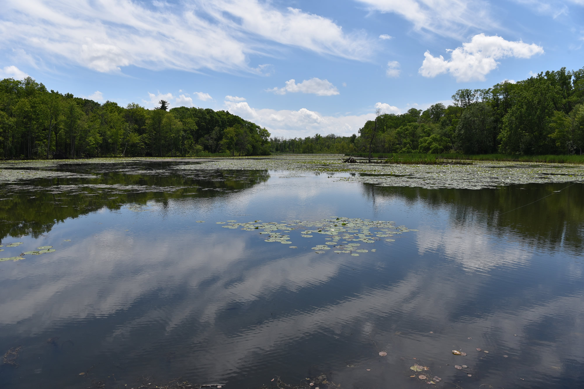 Rail Trail June 2022 (view of water)