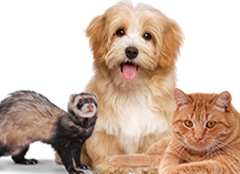 Dog, cat and ferret clipart