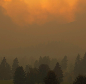 smoky air over trees